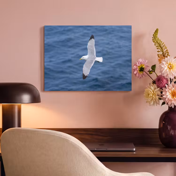 Akoestisch schilderij - Zeemeeuw - Oceaan - Blauw — 4