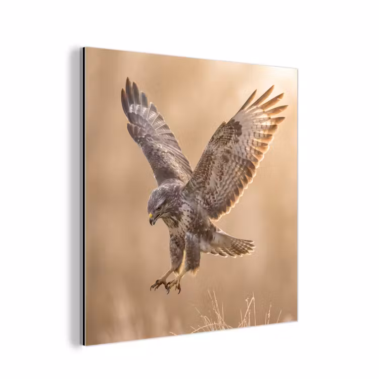 Aluminium schilderij - Buizerd - Roofvogel - Natuur - Bruin — 1