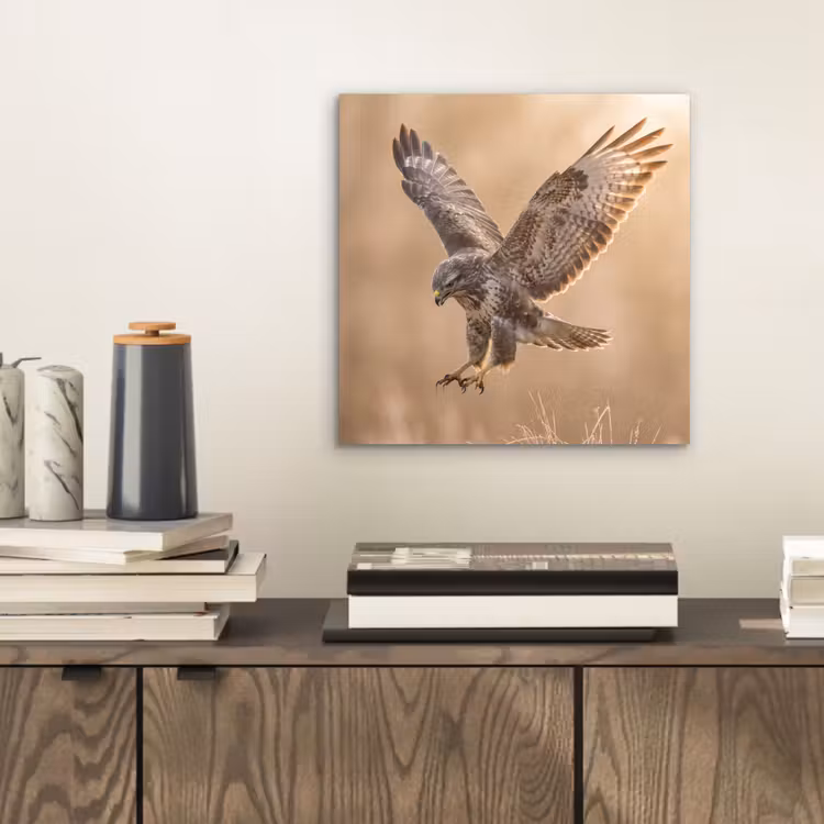 Aluminium schilderij - Buizerd - Roofvogel - Natuur - Bruin — 2