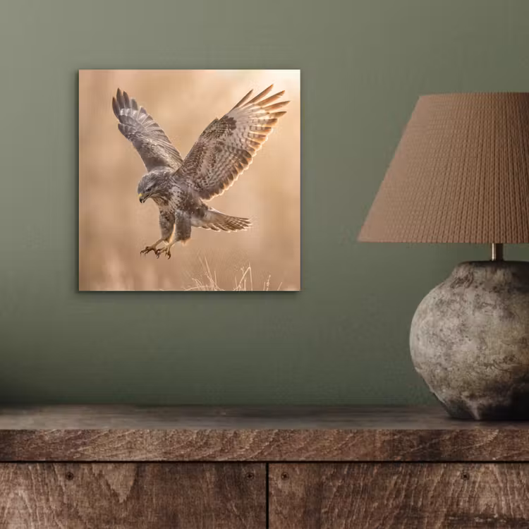 Aluminium schilderij - Buizerd - Roofvogel - Natuur - Bruin — 3