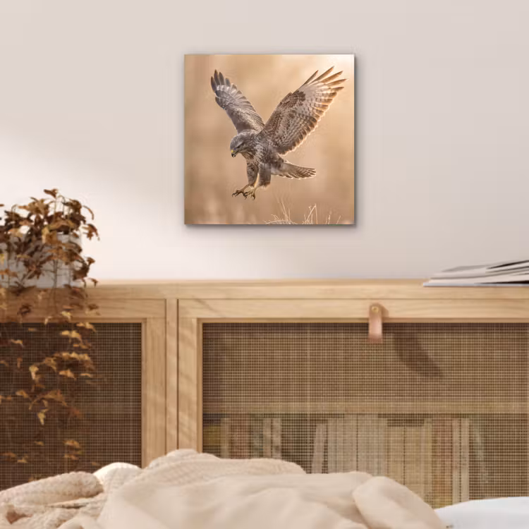 Aluminium schilderij - Buizerd - Roofvogel - Natuur - Bruin — 4