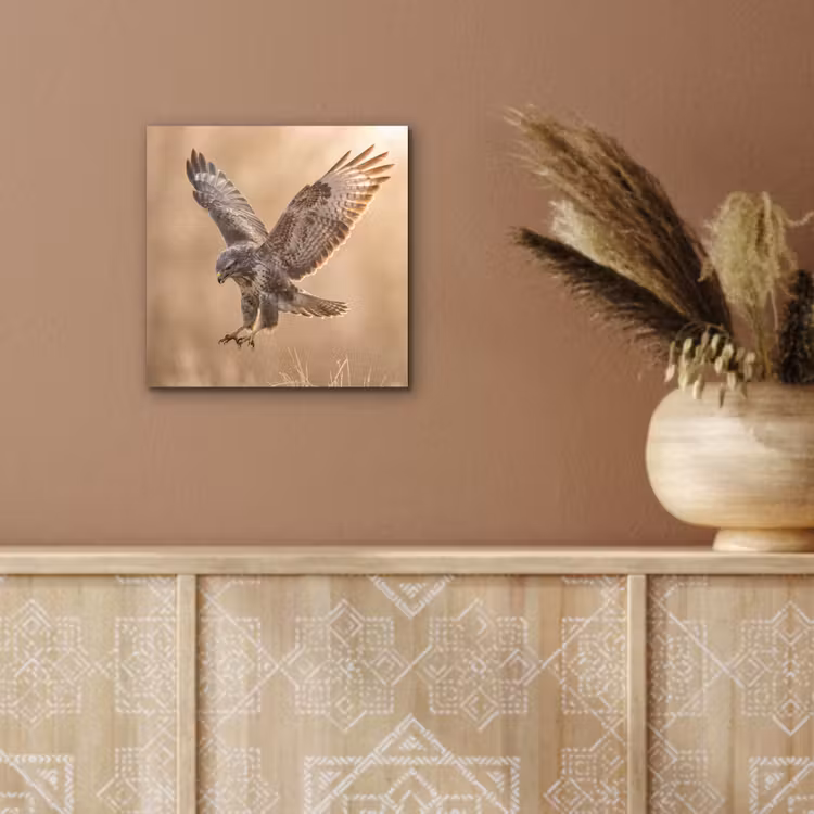 Aluminium schilderij - Buizerd - Roofvogel - Natuur - Bruin — 5