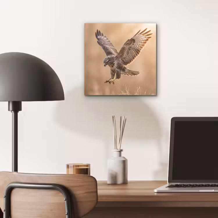 Aluminium schilderij - Buizerd - Roofvogel - Natuur - Bruin — 6