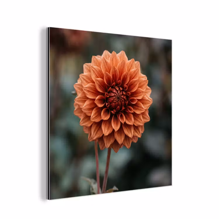 Aluminium schilderij - Dahlia - Bloem - Natuur - Sfeervol — 1