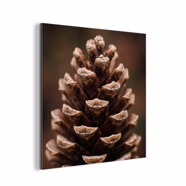 Aluminium schilderij - Dennenappel - Bos - Herfst - Bruin - Sfeervol — 1