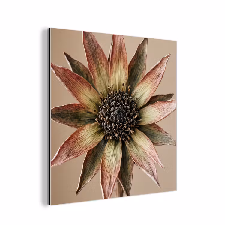 Aluminium schilderij - Droogbloem - Protea - Vintage - Beige - Rustiek — 1
