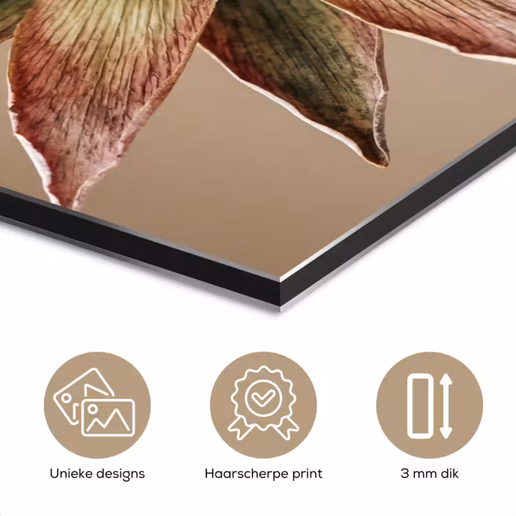 Aluminium schilderij - Droogbloem - Protea - Vintage - Beige - Rustiek — 7