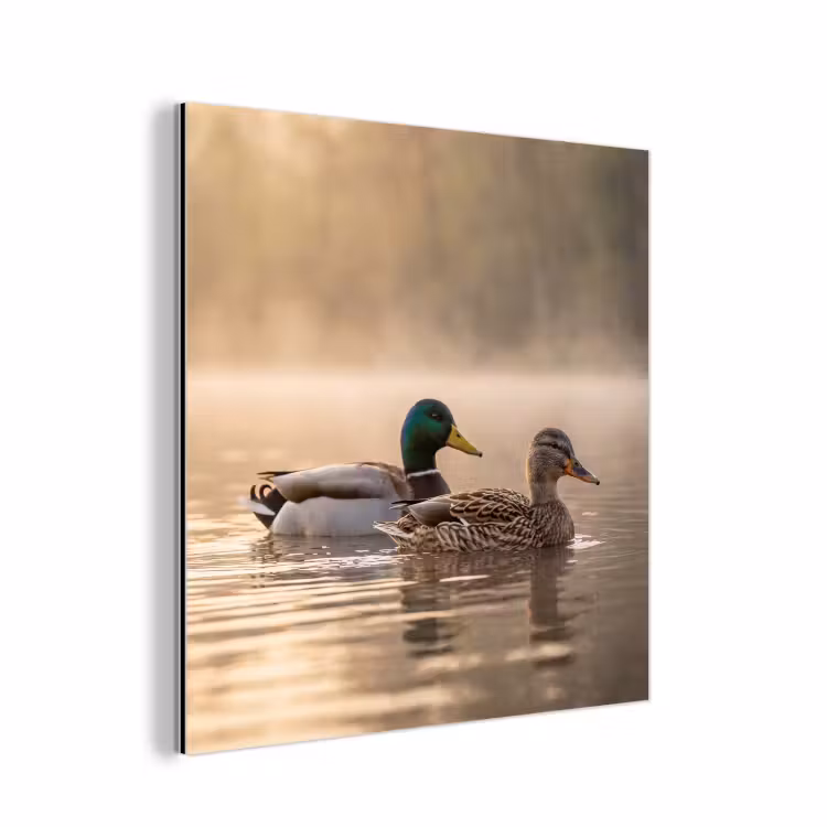 Aluminium schilderij - Eenden - Water - Mist - Natuur — 1