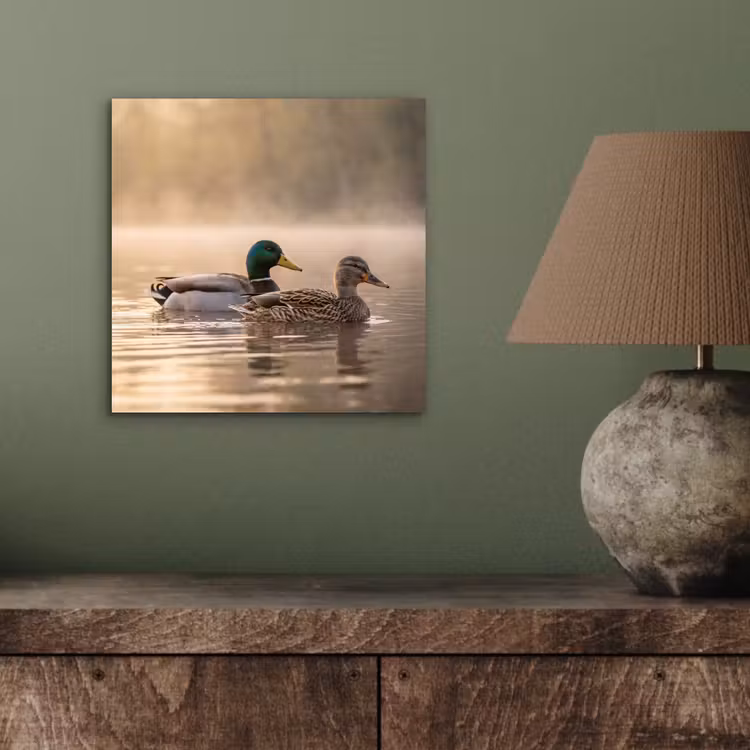 Aluminium schilderij - Eenden - Water - Mist - Natuur — 3