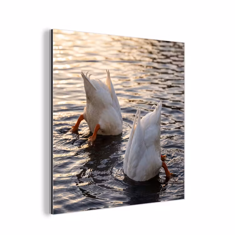 Aluminium schilderij - Eenden - Water - Natuur — 1