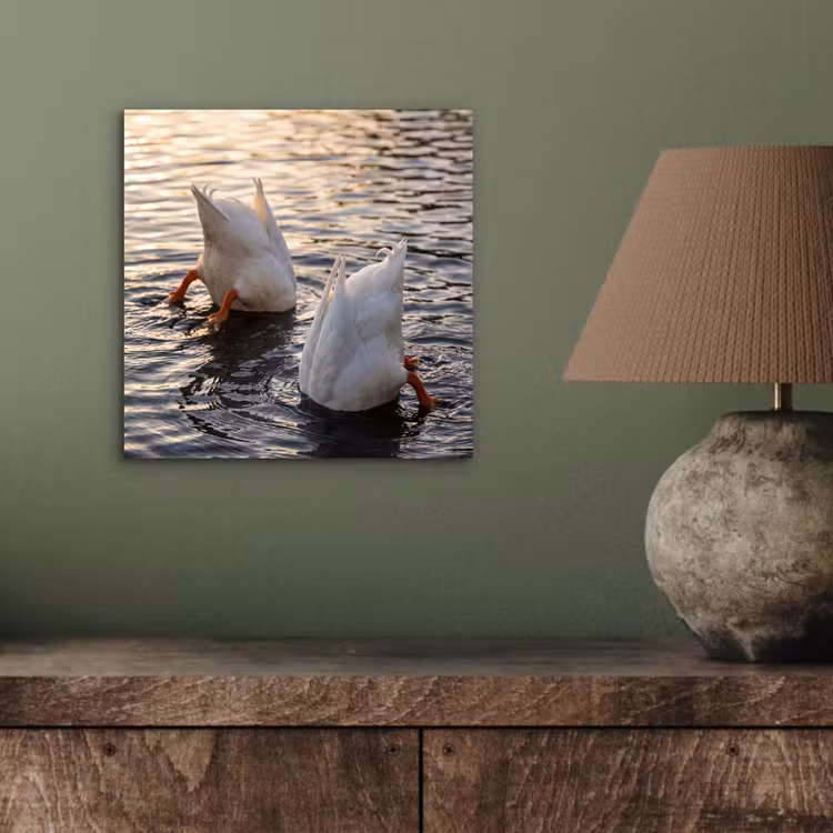 Aluminium schilderij - Eenden - Water - Natuur — 3