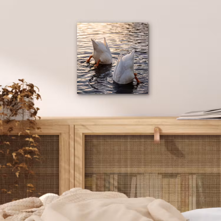 Aluminium schilderij - Eenden - Water - Natuur — 4