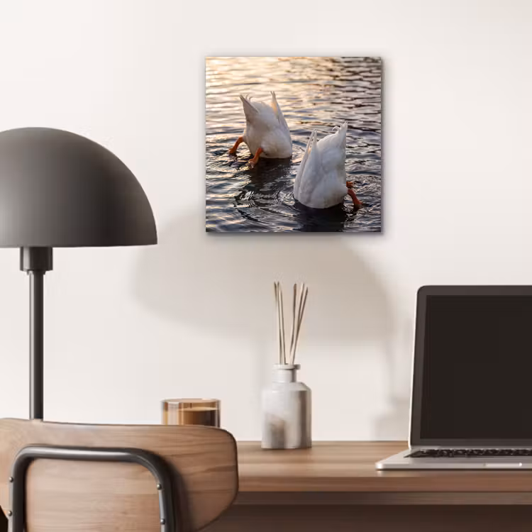 Aluminium schilderij - Eenden - Water - Natuur — 6