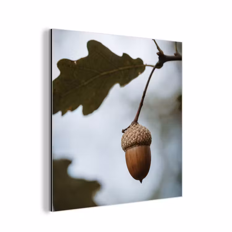 Aluminium schilderij - Eikel - Eikenblad - Bos - Herfst - Natuur — 1