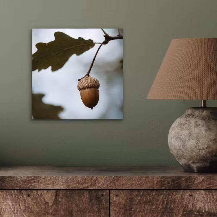 Aluminium schilderij - Eikel - Eikenblad - Bos - Herfst - Natuur — 3