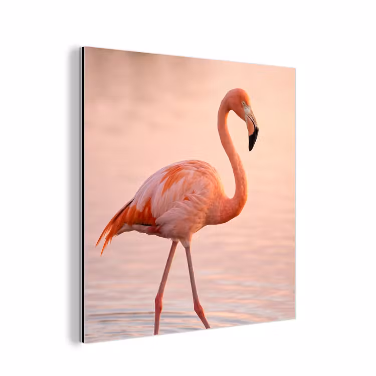 Aluminium schilderij - Flamingo - Water - Roze — 1
