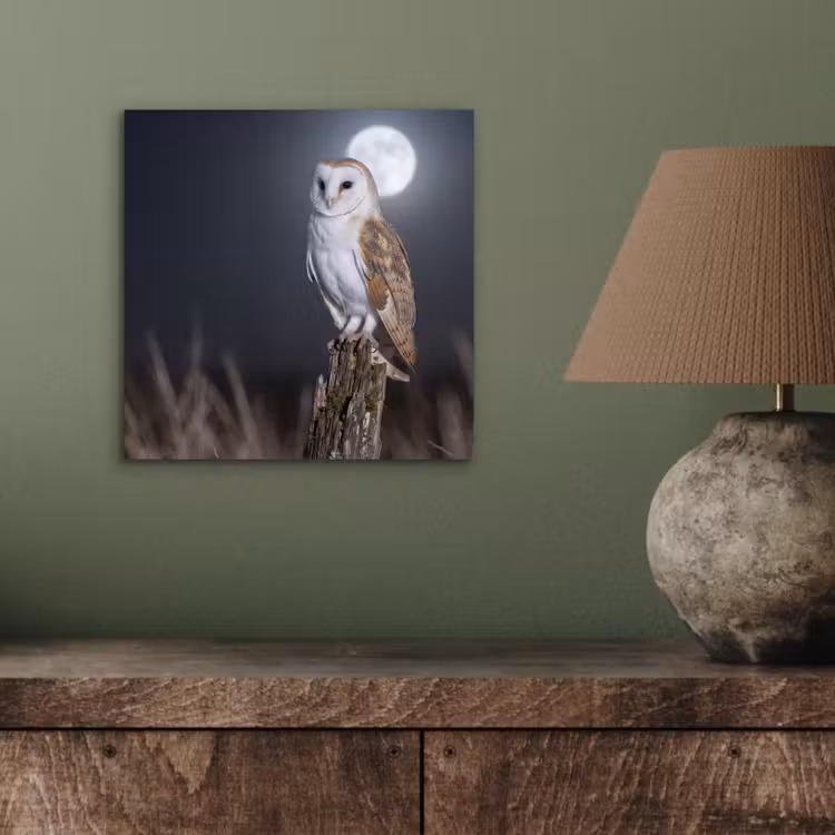 Aluminium schilderij - Kerkuil - Maan - Nacht — 3