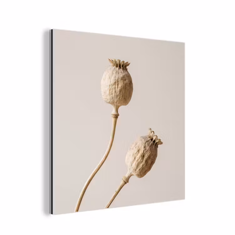 Aluminium schilderij - Papaverbollen - Droogbloemen - Minimalistisch - Beige - Rustig — 1