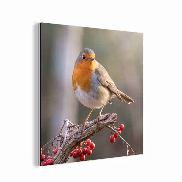 Aluminium schilderij - Roodborst - Tak - Bessen - Natuur — 1