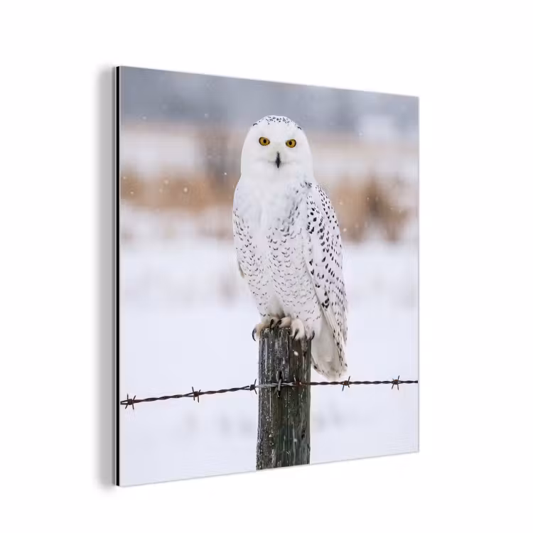 Aluminium schilderij - Sneeuwuil - Hek - Sneeuw - Wit — 1