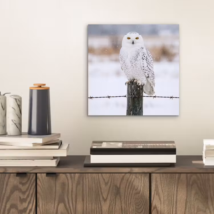 Aluminium schilderij - Sneeuwuil - Hek - Sneeuw - Wit — 2