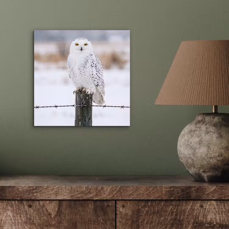 Aluminium schilderij - Sneeuwuil - Hek - Sneeuw - Wit — 3