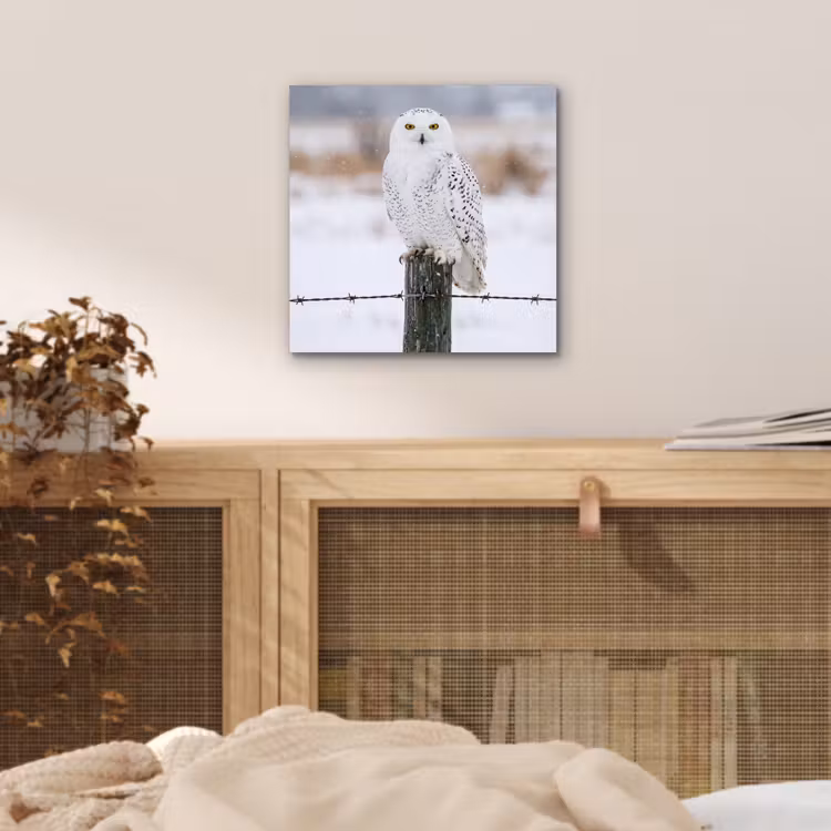 Aluminium schilderij - Sneeuwuil - Hek - Sneeuw - Wit — 4
