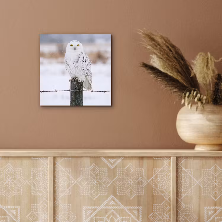 Aluminium schilderij - Sneeuwuil - Hek - Sneeuw - Wit — 5