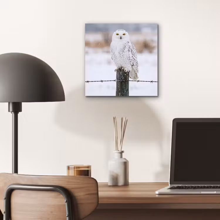 Aluminium schilderij - Sneeuwuil - Hek - Sneeuw - Wit — 6
