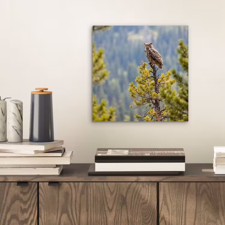 Aluminium schilderij - Uil - Oehoe - Bomen - Natuur — 2