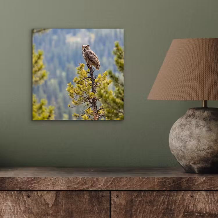 Aluminium schilderij - Uil - Oehoe - Bomen - Natuur — 3