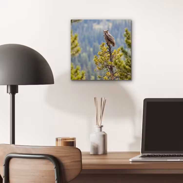 Aluminium schilderij - Uil - Oehoe - Bomen - Natuur — 6
