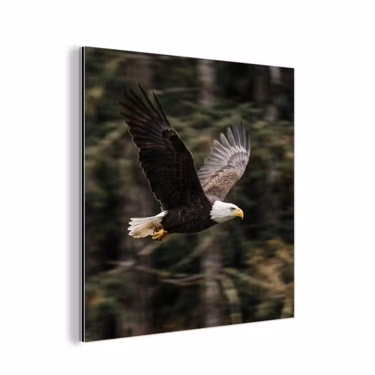 Aluminium schilderij - Zeearend - Vliegen - Bos - Natuur — 1