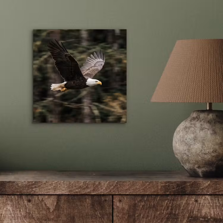 Aluminium schilderij - Zeearend - Vliegen - Bos - Natuur — 3