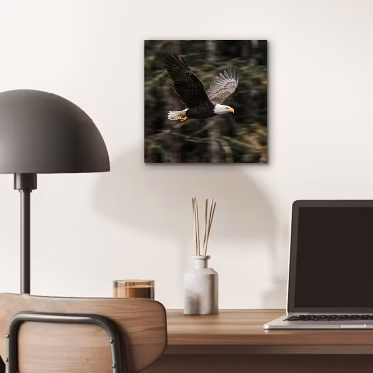 Aluminium schilderij - Zeearend - Vliegen - Bos - Natuur — 6