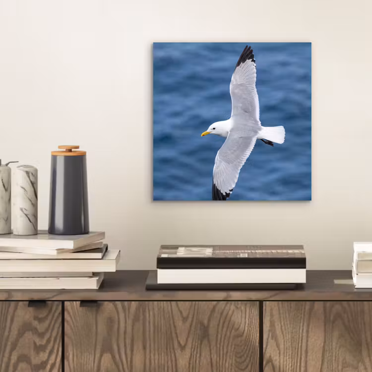 Aluminium schilderij - Zeemeeuw - Oceaan - Blauw — 2