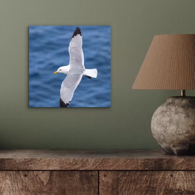 Aluminium schilderij - Zeemeeuw - Oceaan - Blauw — 3