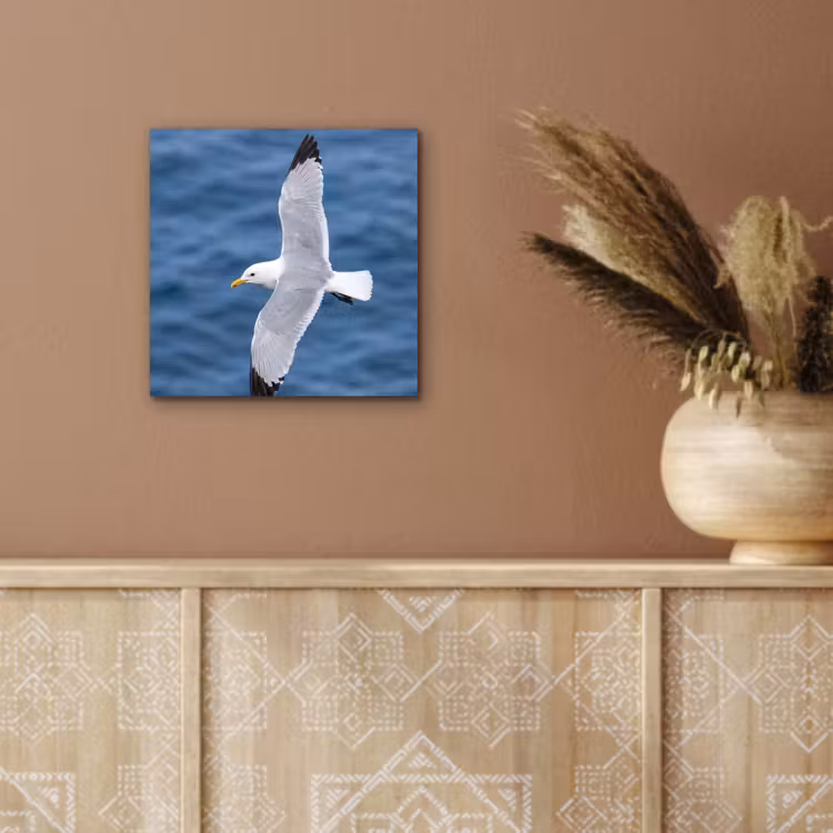 Aluminium schilderij - Zeemeeuw - Oceaan - Blauw — 5