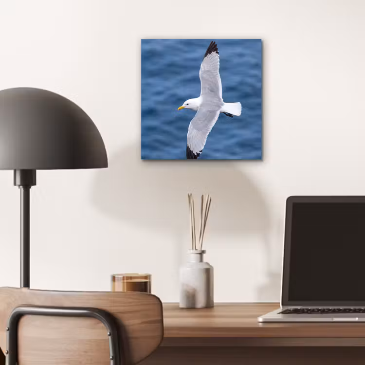 Aluminium schilderij - Zeemeeuw - Oceaan - Blauw — 6