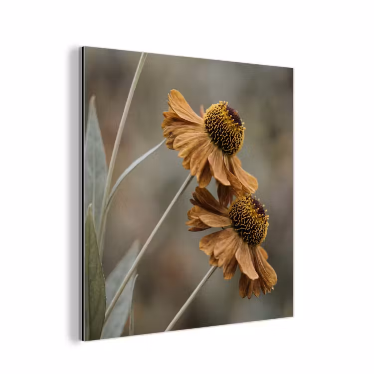 Aluminium schilderij - Zonnehoed - Droogbloemen - Geel - Warm — 1