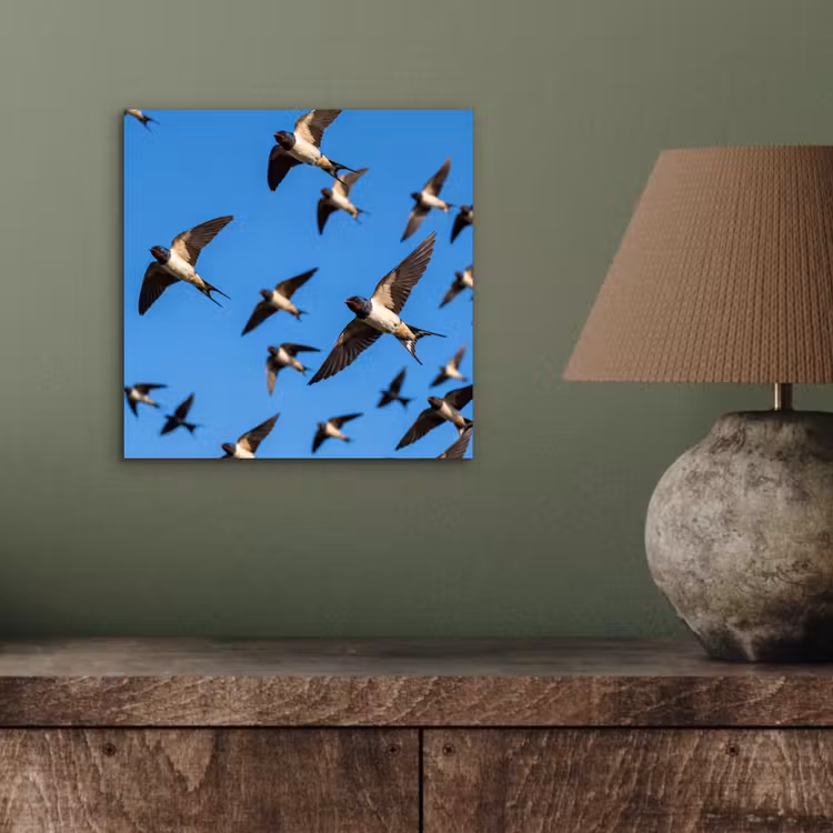Aluminium schilderij - Zwaluwen - Vliegen - Blauw — 3