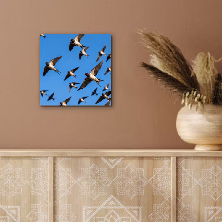Aluminium schilderij - Zwaluwen - Vliegen - Blauw — 5