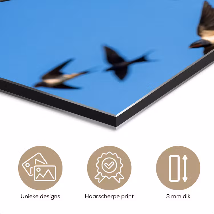 Aluminium schilderij - Zwaluwen - Vliegen - Blauw — 7
