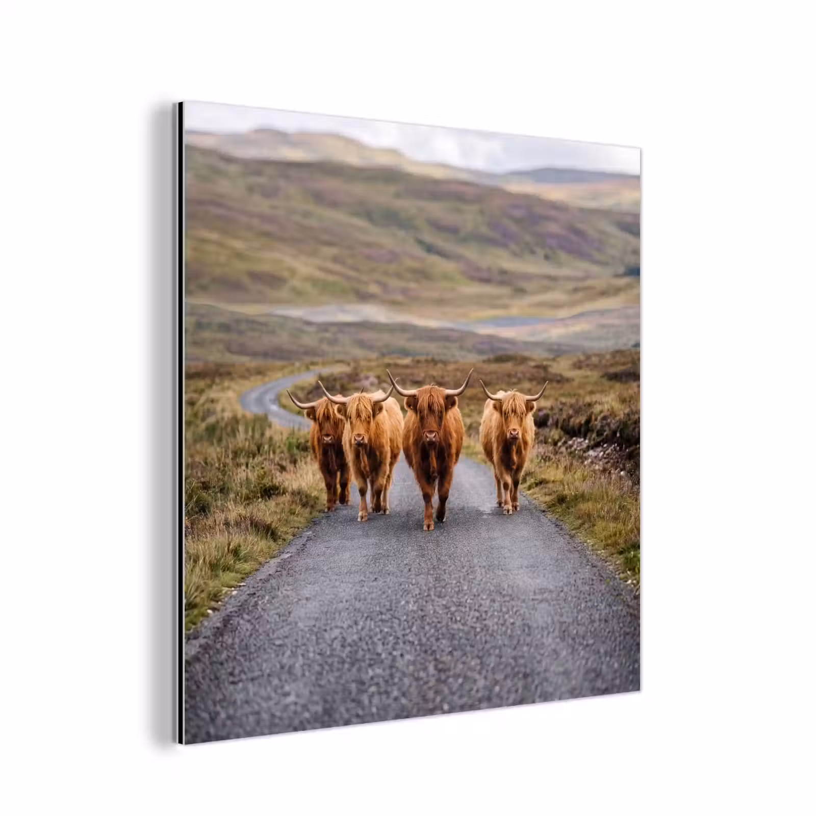 Aluminium schilderij - Schotse Hooglanders - Weg - Landschap - Kudde — 1