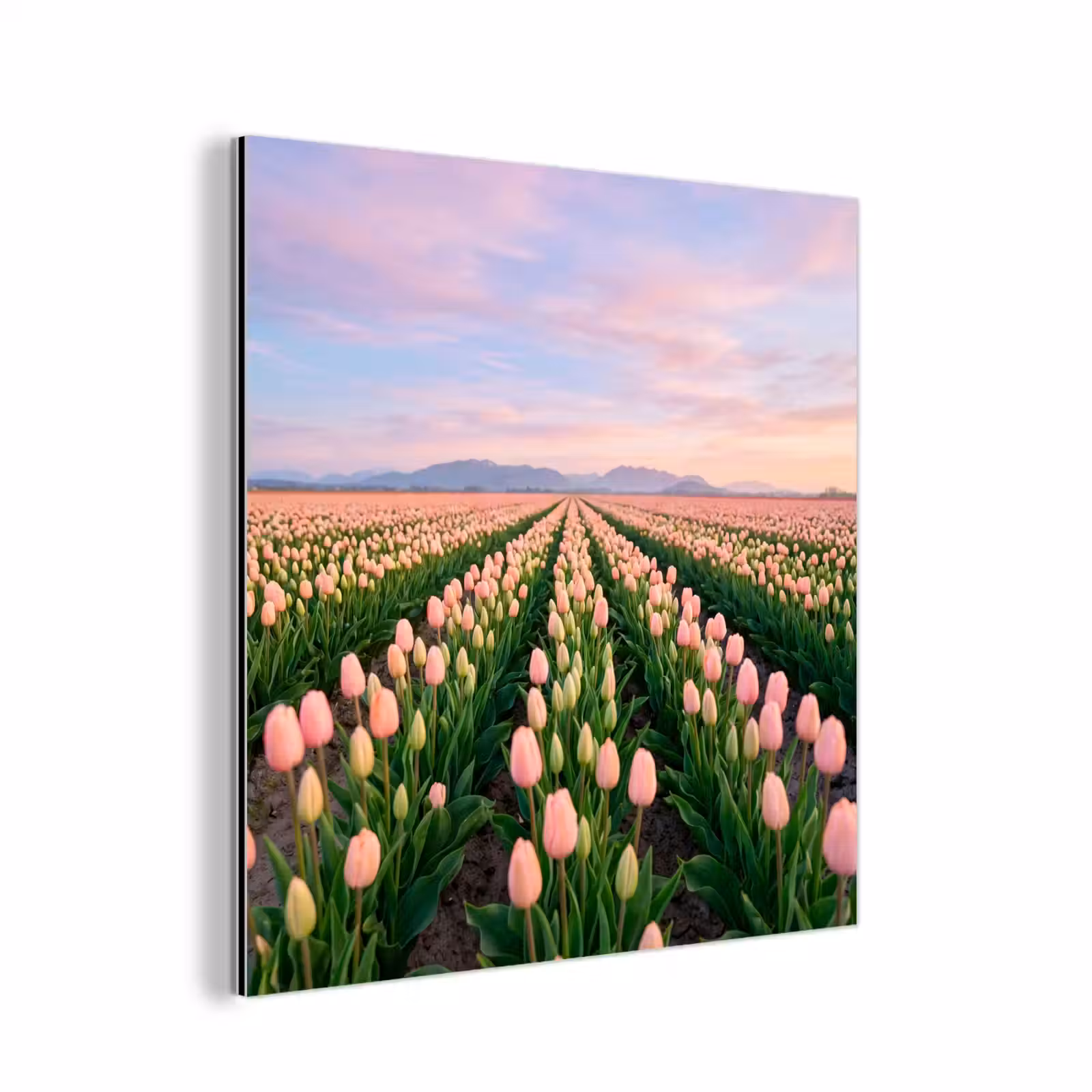 Aluminium schilderij - Tulpen - Landschap - Roze — 1