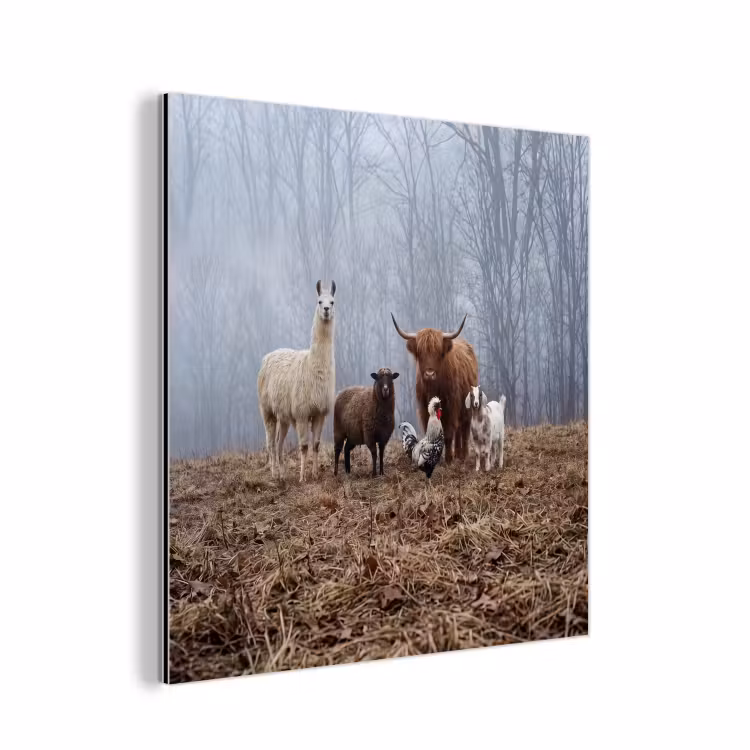 Aluminium schilderij - Boerderijdieren - Groep - Mist - Natuur - Rustiek — 1