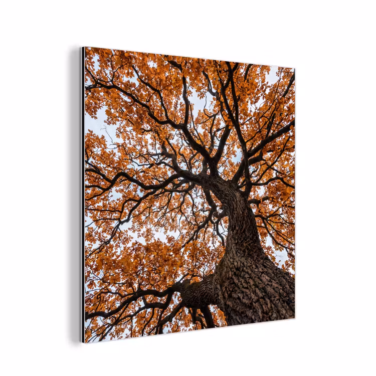 Aluminium schilderij - Boom - Bladerdak - Herfst - Oranje - Sfeervol — 1