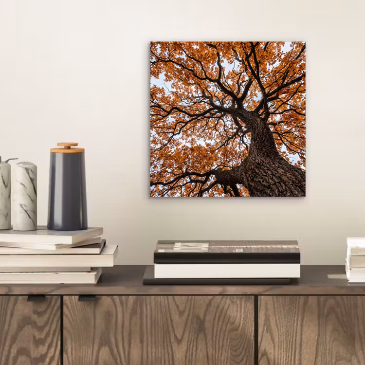 Aluminium schilderij - Boom - Bladerdak - Herfst - Oranje - Sfeervol — 2