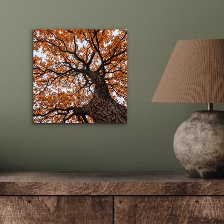 Aluminium schilderij - Boom - Bladerdak - Herfst - Oranje - Sfeervol — 3