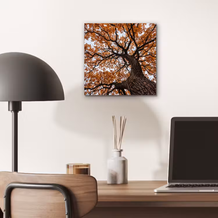 Aluminium schilderij - Boom - Bladerdak - Herfst - Oranje - Sfeervol — 6